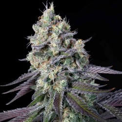 PURPLE MINTS · Paradise...