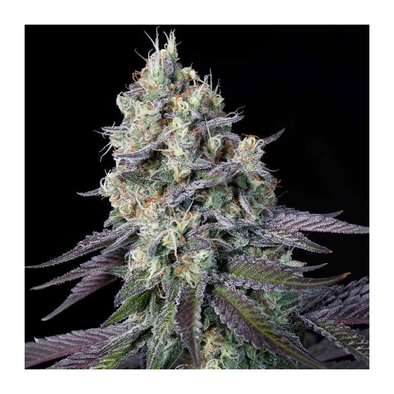 PURPLE MINTS · Paradise Seeds · sementes de maconha · Fem
