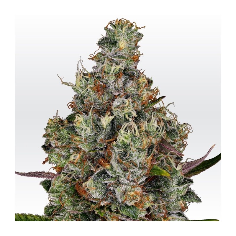 RAINBOW ROAD · Paradise Seeds · sementes de maconha · Fem