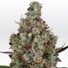 RAINBOW ROAD · Paradise Seeds · semillas de marihuana · Fem