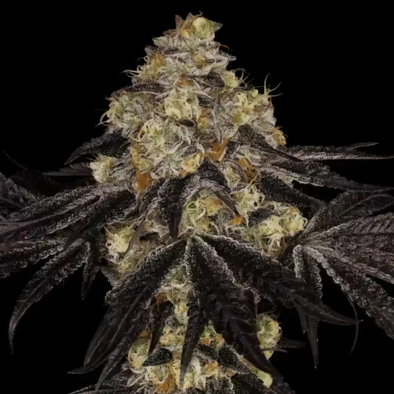 SUNSET PARADISE · Paradise Seeds · semillas de marihuana · Fem