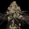 SUNSET PARADISE · Paradise Seeds · sementes de maconha · Fem