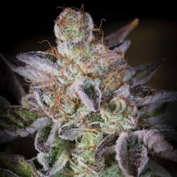 SWEETOPIA · Paradise Seeds...