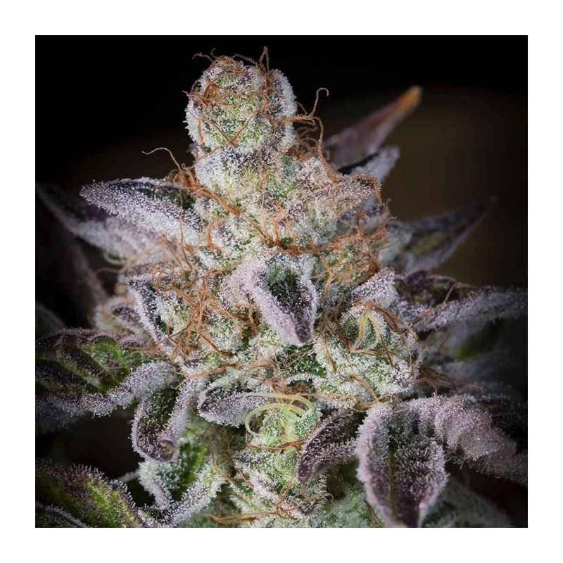 SWEETOPIA · Paradise Seeds · sementes de maconha · Fem