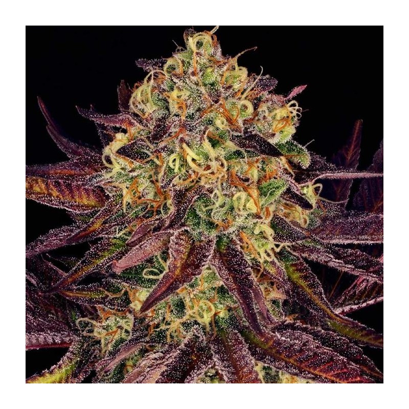 TANGERINE SORBET · Paradise Seeds · sementes de maconha · Fem