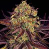 TANGERINE SORBET · Paradise Seeds · cannabis seeds · Fem