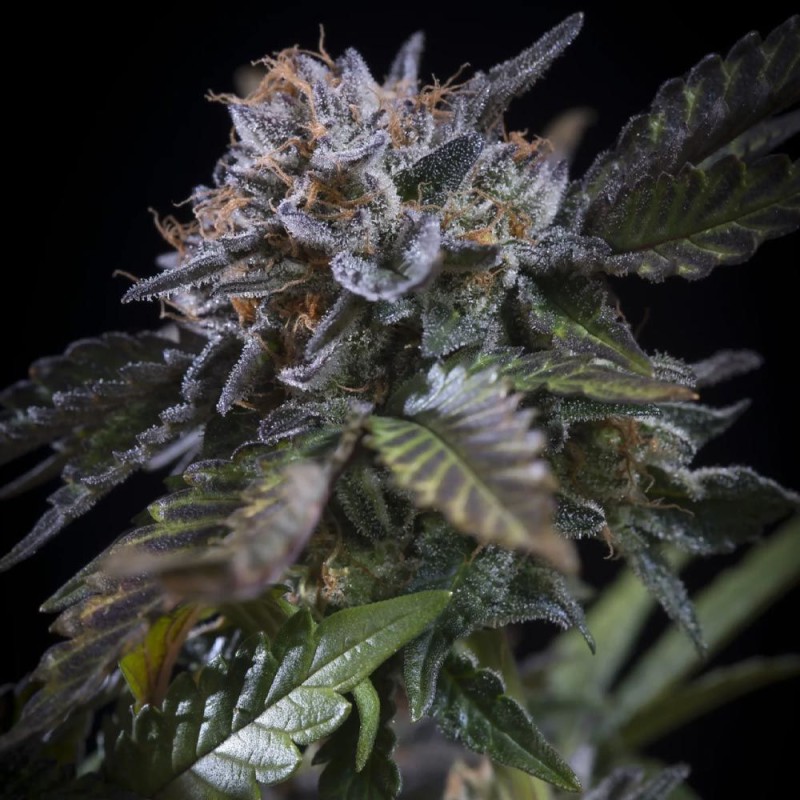WHITE NOISE · Paradise Seeds · graines de cannabis · Fem