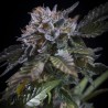 WHITE NOISE · Paradise Seeds · sementes de maconha · Fem