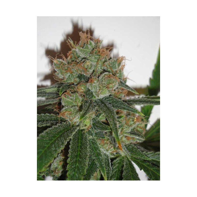 BUBBLICIOUS · Resin Seeds · sementes de maconha · Fem