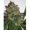 BUBBLICIOUS · Resin Seeds · sementes de maconha · Fem