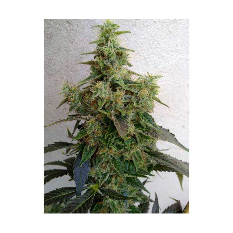 DIESELTONIC · Resin Seeds · sementes de maconha · Fem