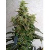 DIESELTONIC · Resin Seeds · sementes de maconha · Fem