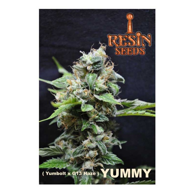 YUMMY · Resin Seeds · graines de cannabis · Fem