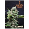 YUMMY · Resin Seeds · graines de cannabis · Fem