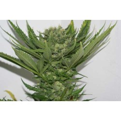SOUR P · Resin Seeds ·...