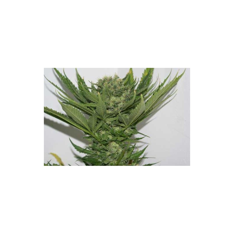 SOUR P · Resin Seeds · sementes de maconha · Fem
