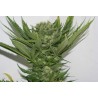 SOUR P · Resin Seeds · graines de cannabis · Fem