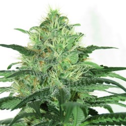 SIDERAL · Ripper Seeds ·...