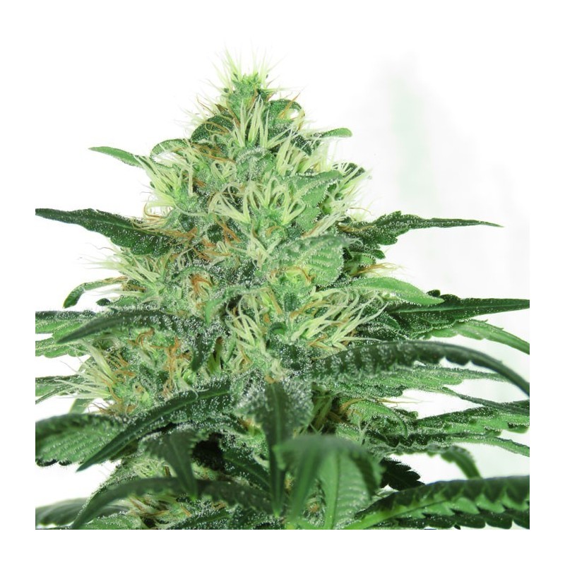 SIDERAL · Ripper Seeds · cannabis samen · Fem