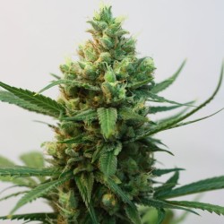TOXIC · Ripper Seeds ·...
