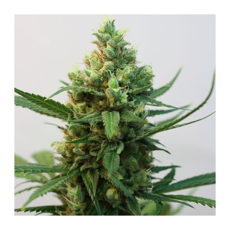 TOXIC · Ripper Seeds · graines de cannabis · Fem