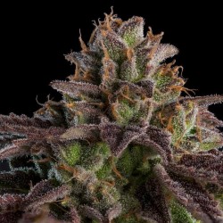 KMINTZ · Ripper Seeds ·...