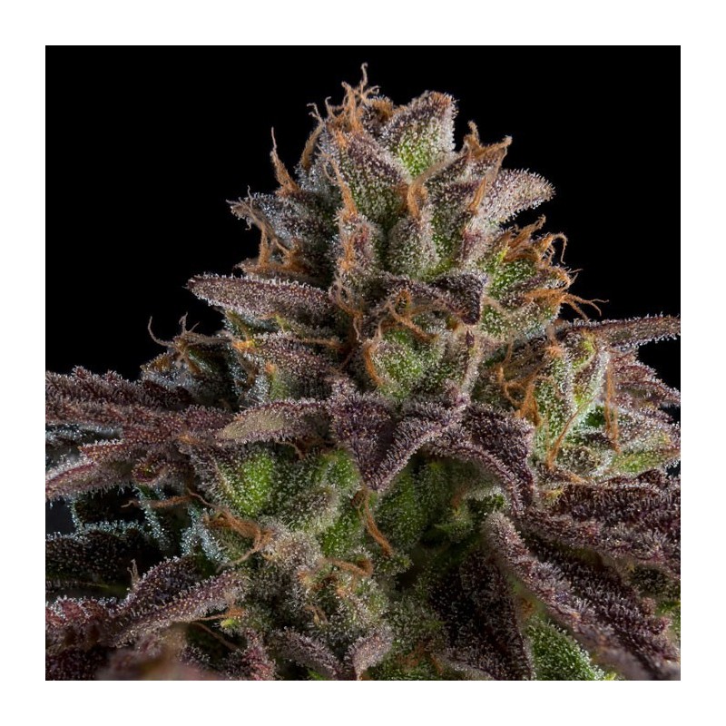 KMINTZ · Ripper Seeds · graines de cannabis · Fem