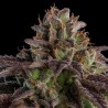 KMINTZ · Ripper Seeds · semillas de marihuana · Fem
