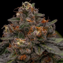 KORENJI · Ripper Seeds ·...