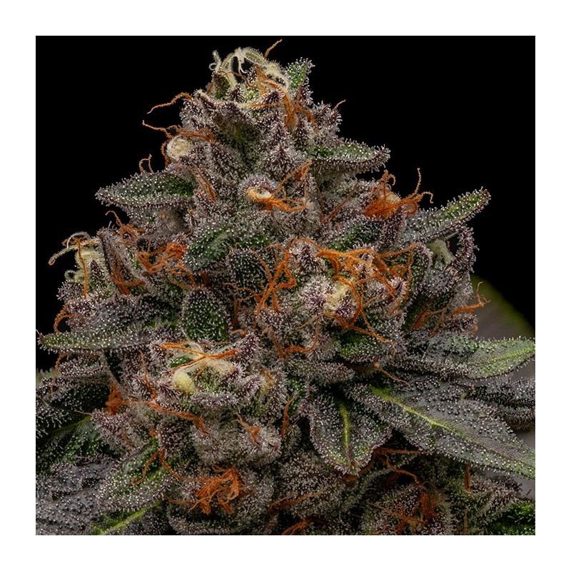KORENJI · Ripper Seeds · kenevir tohum  · Fem