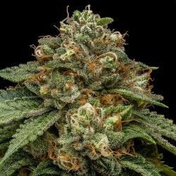 KROMA · Ripper Seeds ·...