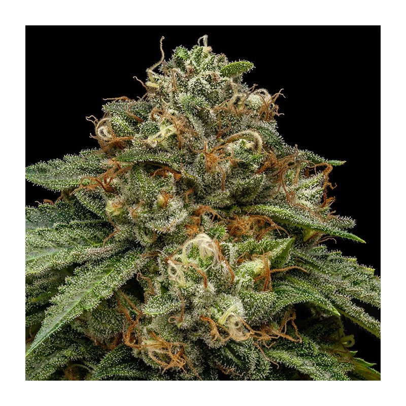 KROMA · Ripper Seeds · graines de cannabis · Fem