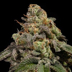 OMG · Ripper Seeds ·...