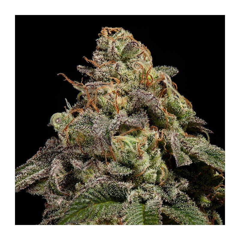 OMG · Ripper Seeds · sementes de maconha · Fem
