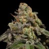 OMG · Ripper Seeds · sementes de maconha · Fem