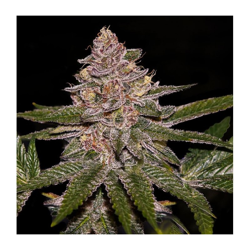 RADICAL JUICE · Ripper Seeds · sementes de maconha · Fem
