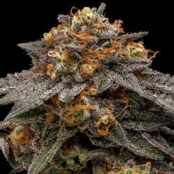 SHIMO · Ripper Seeds ·...