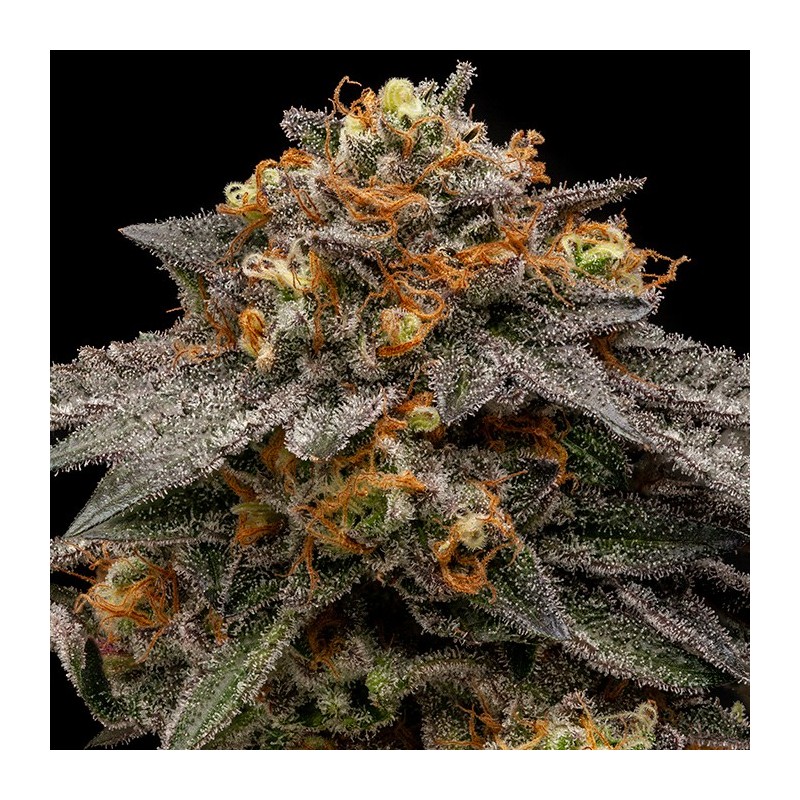 SHIMO · Ripper Seeds · graines de cannabis · Fem
