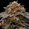 SHIMO · Ripper Seeds · kenevir tohum  · Fem