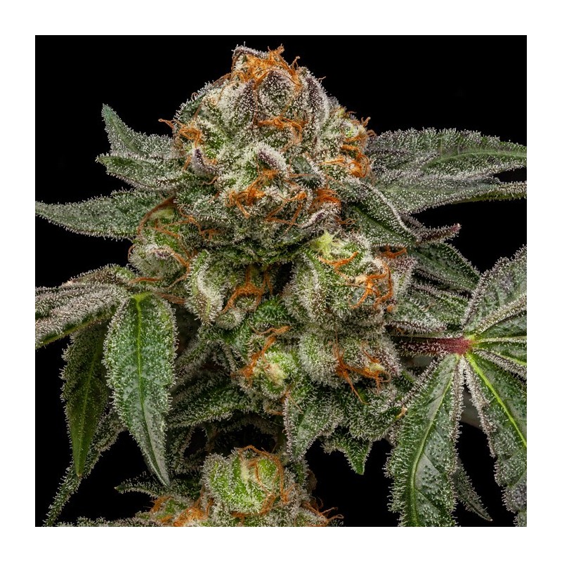 ZAKE · Ripper Seeds · kaufen cannabis samen · Fem