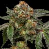 ZAKE · Ripper Seeds · graines de cannabis · Fem