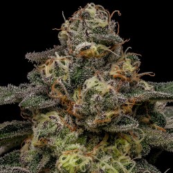 ZOMBIE BRIDE · Ripper Seeds...