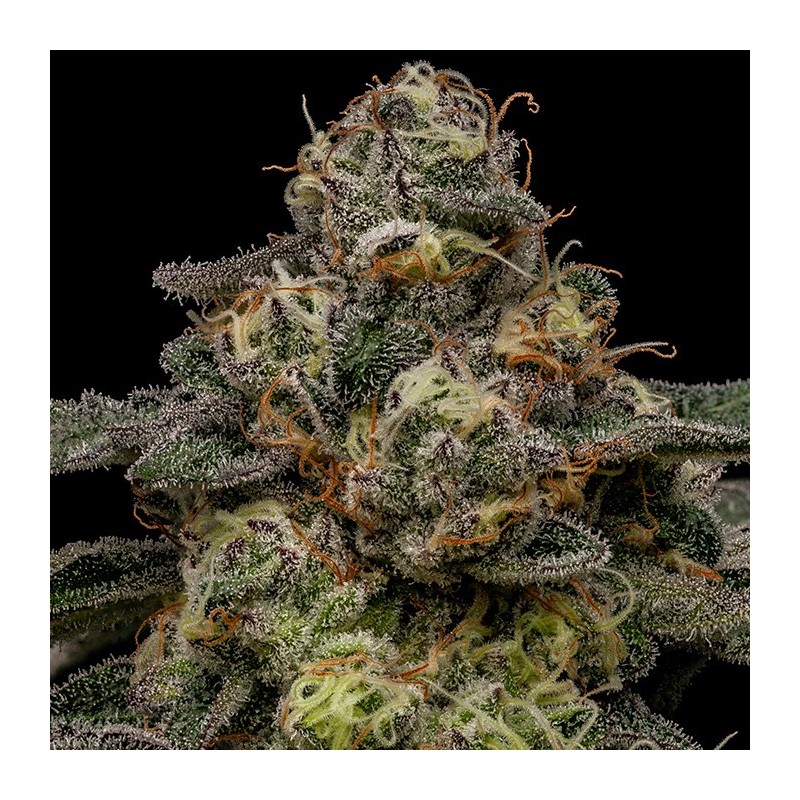 ZOMBIE BRIDE · Ripper Seeds · kaufen cannabis samen · Fem