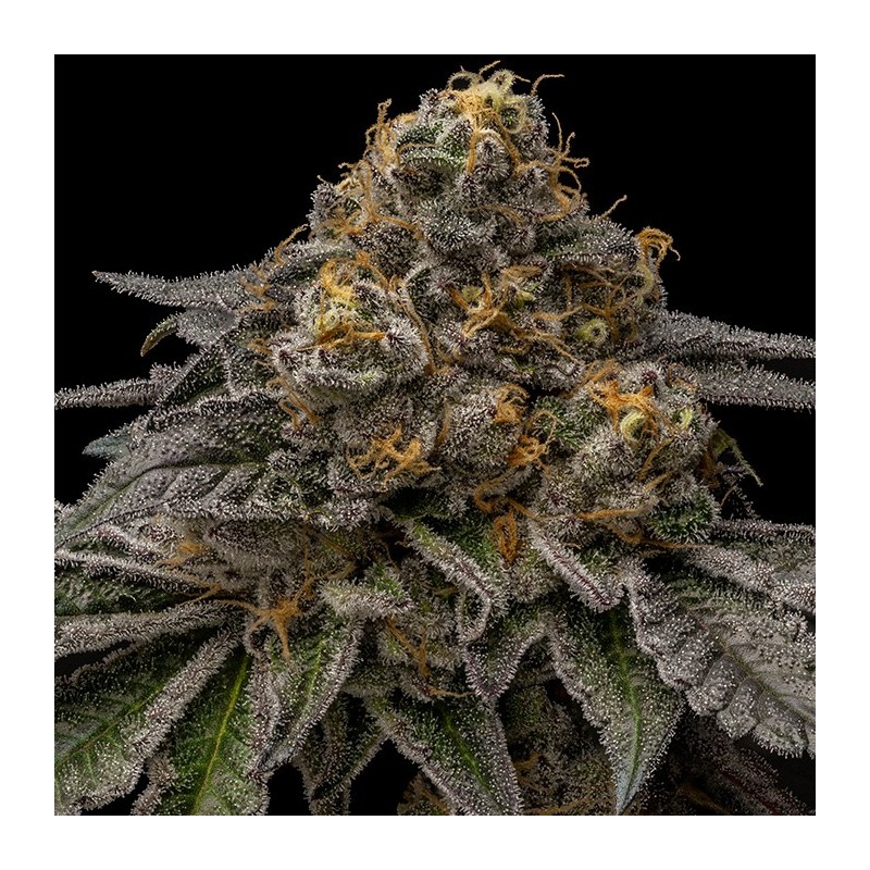 BREAK PAD BREATH · Ripper Seeds · sementes de maconha · Fem
