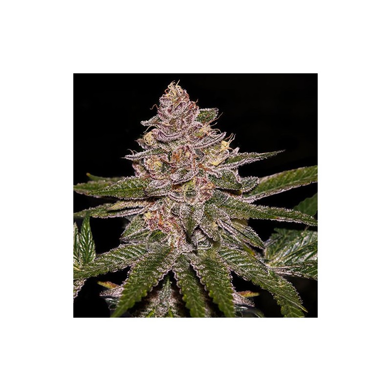 AUTO RADICAL JUICE · Ripper Seeds · cannabis seeds · AutoFem