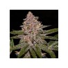 AUTO RADICAL JUICE · Ripper Seeds · kenevir tohum  · AutoFem