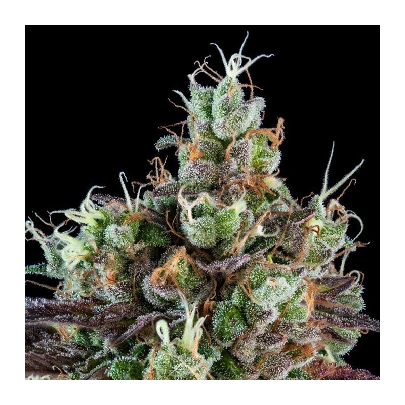 AUTO SOUR RIPPER · Ripper Seeds · kenevir tohum  · AutoFem
