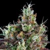AUTO SOUR RIPPER · Ripper Seeds · kenevir tohum  · AutoFem