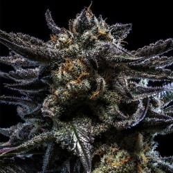 AUTO ZOMBIE KUSH · Ripper...