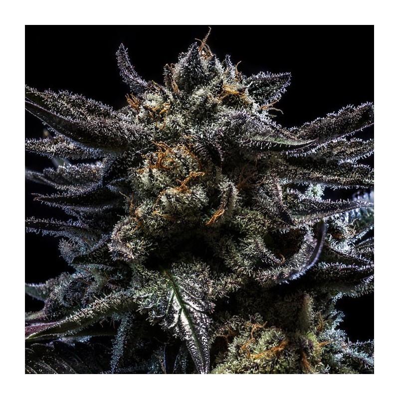 AUTO ZOMBIE KUSH · Ripper Seeds · graines de cannabis · AutoFem
